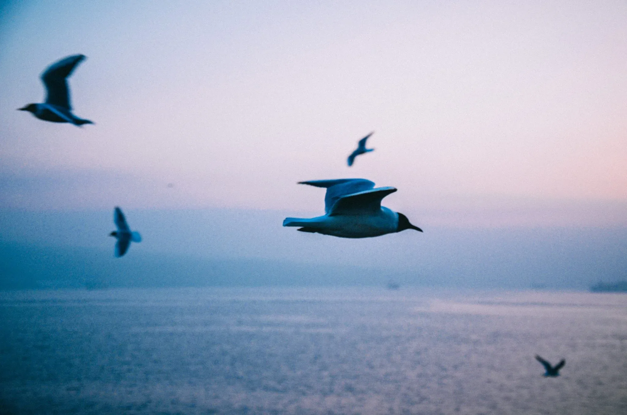Gulls flying low above the Bosphorus